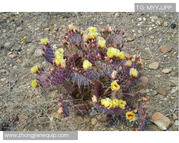 足球团扇仙人掌的奇妙旅程与多彩生活探秘 足球团扇仙人掌的奇妙旅程与多彩生活探秘